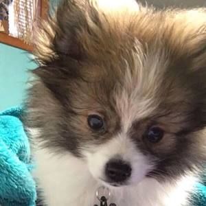 Meet your Posher, Kelly